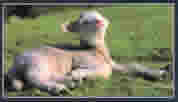 йʵƬ